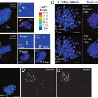 Survivin Can Be Depleted From HeLa Cells Using RNAi A Growth Curve