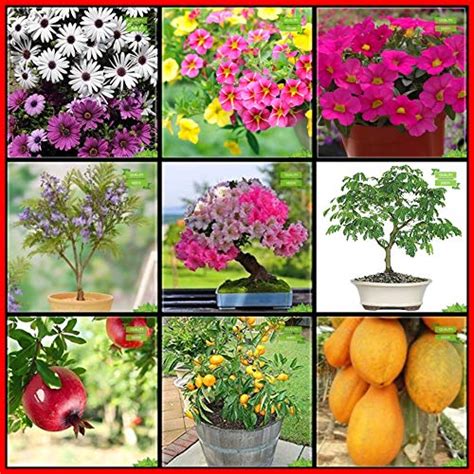 Creative Farmer Air Purifying Plants Combo Flower Seeds And Fruit Pomagranate Lemon Fruit