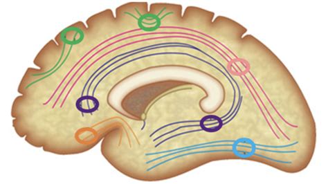 2 2 Cortical Organisation Flashcards Quizlet