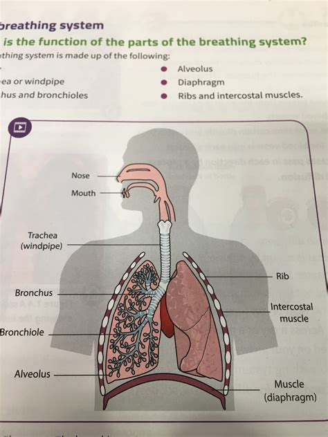 Breathing System Flashcards Memorang