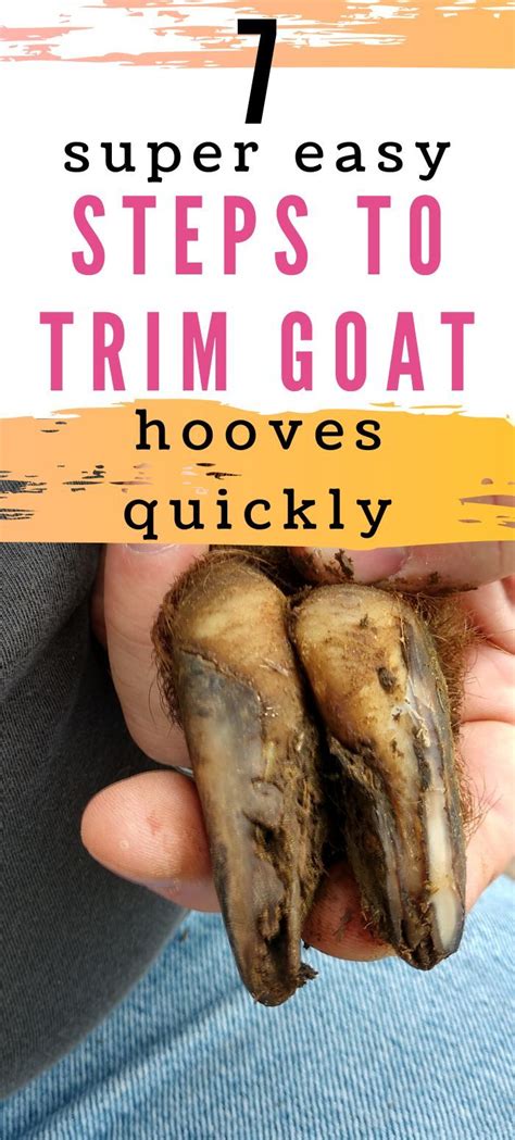 How to start trimming goat hooves foot care 101 – Artofit