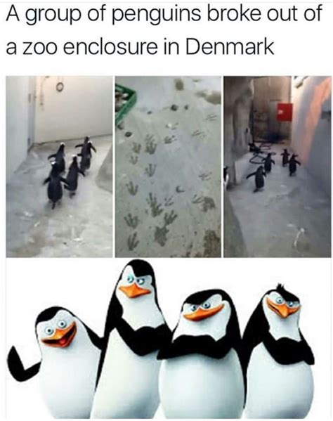 Cheeky Penguins 9gag