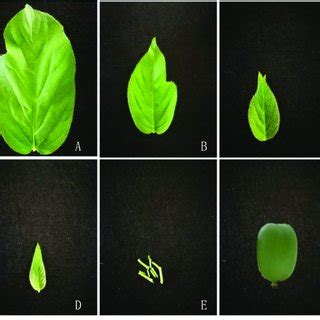 leaves  fruit  actinidia arguta var arguta cv changjiang