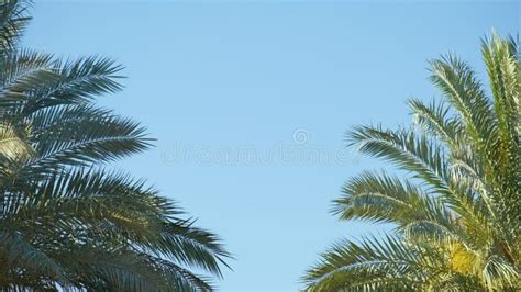 Hermosas Palmeras Verdes De Coco Ondeando El Viento En Una Playa