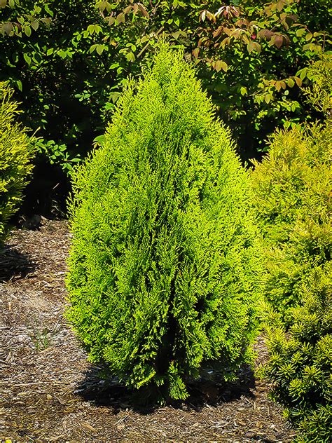 Berckmans Golden Arborvitae For Sale Online The Tree Center