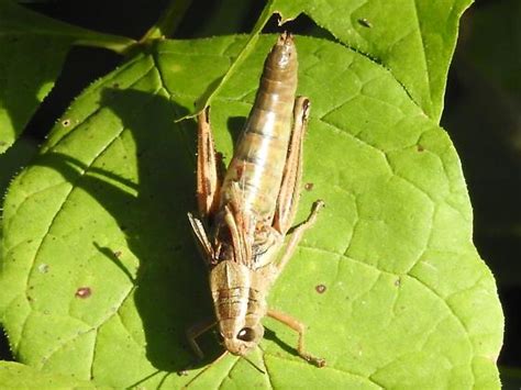 Two Striped Grasshopper Bugguide