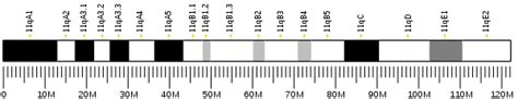 Band 3 anion transport protein - Wikipedia