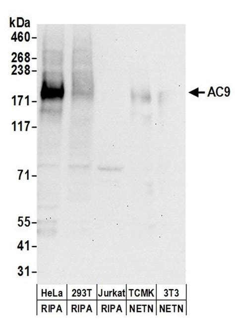 Ac9 Polyclonal Antibody A304 465a