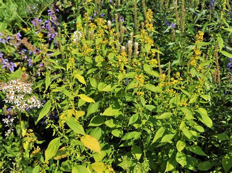 Solidago Virgaurea Wildstaudenzauber