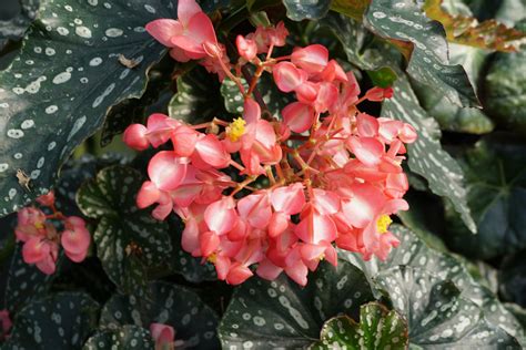 Details 100 Imagen Begonia Rex Hibrida Abzlocal Mx