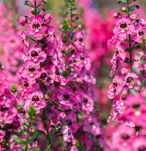 Angelonia Altum S Garden Center Zionsville In