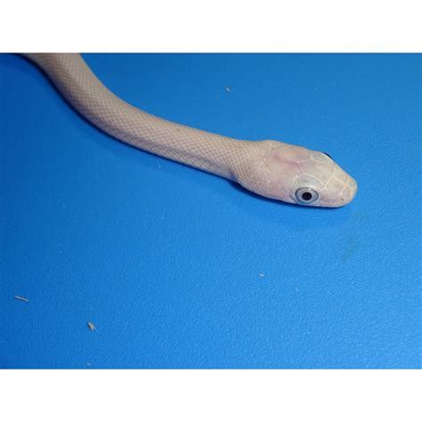 Blue Eyed Leucistic Texas Rat Snake – cb baby – Strictly Reptiles Inc.