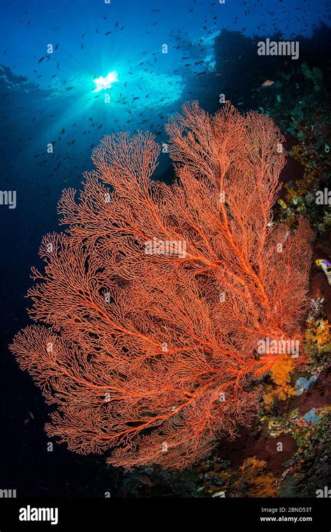 Red Sea Fan Melithaea Sp On A Coral Reef Wall Nudi Rock Fiabacet