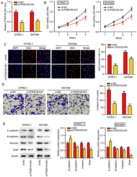 PCED1B AS1 Knockdown Represses PDAC Cell Proliferation Invasion And