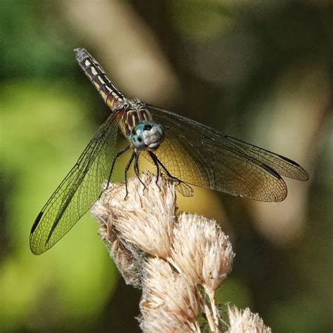 Pachydiplax longipennis (Blue Dasher) – 10,000 Things of the Pacific