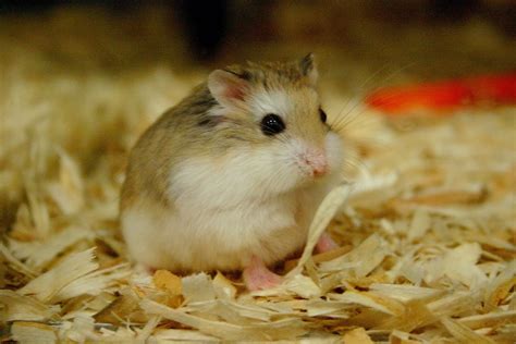 Roborovski Hamster Breeding Roborovski Hamster Part 3 Veterinary Online