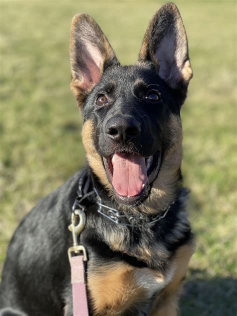 My whole world 🥺 : r/germanshepherds