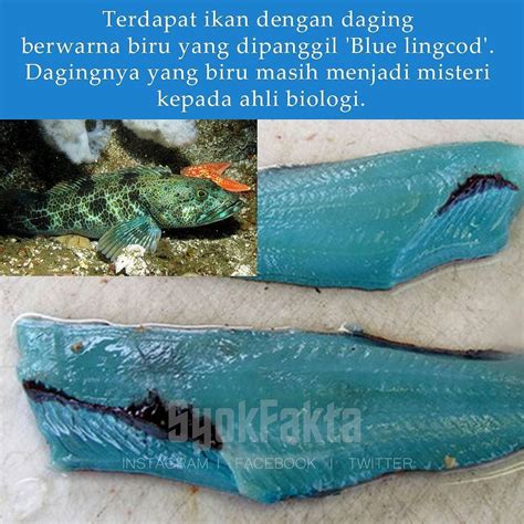 ikan berwarna biru  koleksi gambar