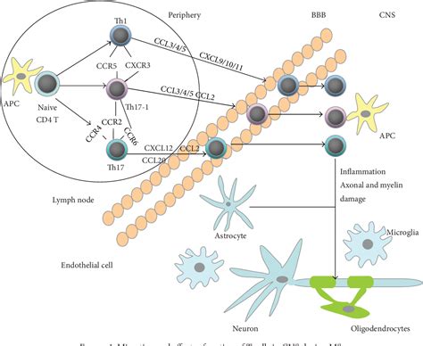 Figure From Chemokines And Chemokine Receptors In Multiple Sclerosis