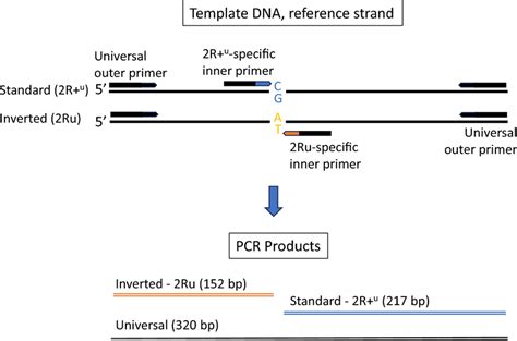 Scheme And Expected Results Of Inversion Ru Specific Tetra Primer