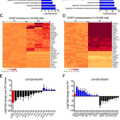 Differential Transcriptome Analysis Of Ln Ko Cell Clones And Ln