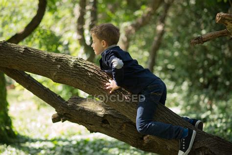 Little boy climbing tree in sunlight — child, freedom - Stock Photo ...