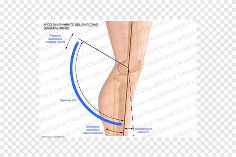 Muslo rodilla articulación cadera movimiento artrosis de rodilla