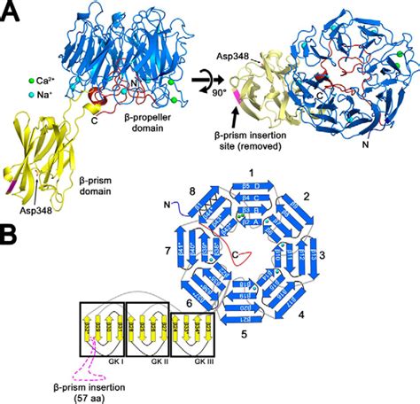 The Crystal Structure Of The Extracellular Matrix Protein Bap