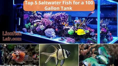 Discover The Best Options For Your 100 Gallon Saltwater Fish Tank