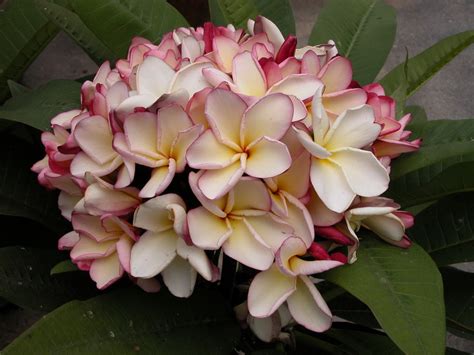 Frangipani Mosaic Virus In Plumeria