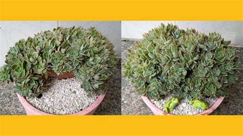 Echeveria Gilva Cristata Como Fazer O Replante E Mudas Recadinho