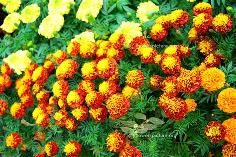 Marigold varieties