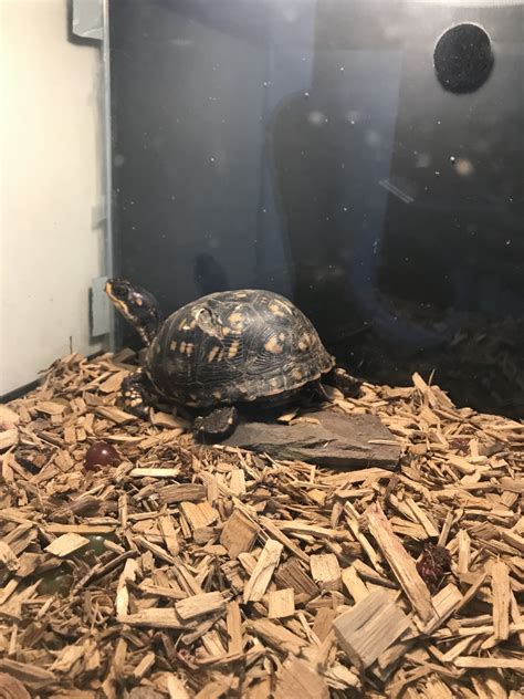 Aldabra Giant Tortoise Reptiles For Sale In Owings Mills Petzlover