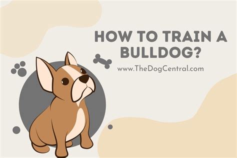 How to Train a Bulldog? | The Dog Central