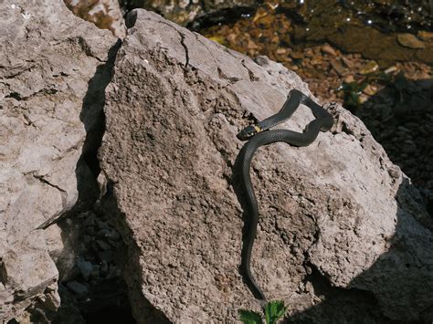 Snake Basking In The Sun Flickr