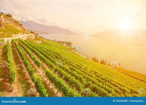 Lavaux Vineyard Terraces stock image. Image of plantation - 196346989