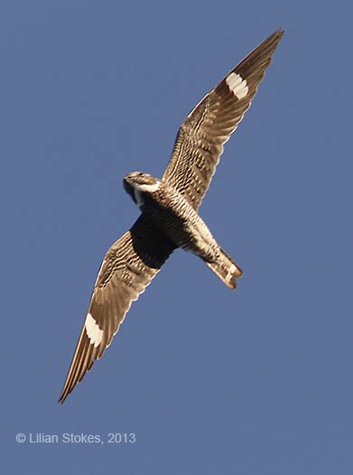 Stokes Birding Blog Common Nighthawks 2202 Epic Flight