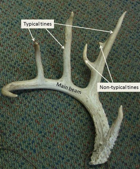 Whitetail Deer Antler Diagram