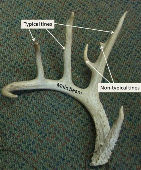 Whitetail Deer Antler Diagram