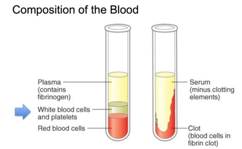 Immunology - lectures 5-6 (cells of immune system) Flashcards | Quizlet