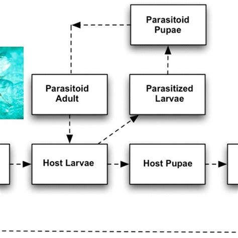 Life Cycle Of The Host And The Parasitoid Inset Shows The Picture Of A Download Scientific