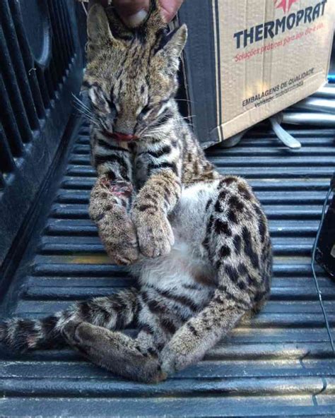 Felino Encontrado Morto Ap S Ser Atropelado Em Rodovia Em Sp Olhar