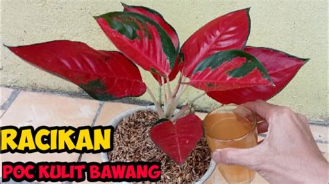 RACIKAN POC Kulit Bawang Untuk AKAR Aglaonema YouTube