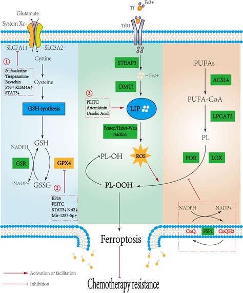 Frontiers Ferroptosis In Osteosarcoma A Promising Future