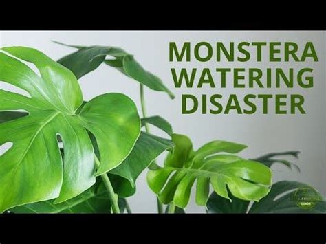 How To Water Monstera Plants Properly Step By Step Guide To Watering