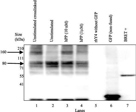 Western Blot Analyses Of Hek293 Cells Stably Expressing Rhy4 Gfp 2 The