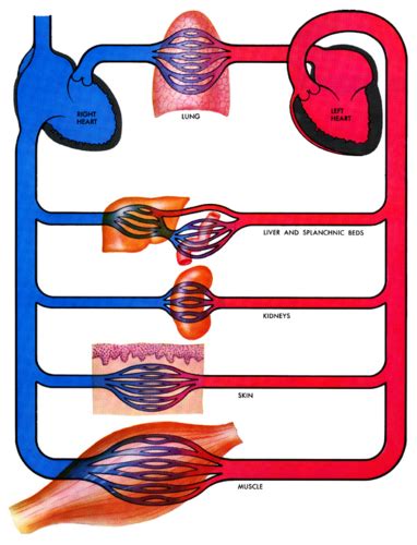 Circulatory System Flashcards Quizlet