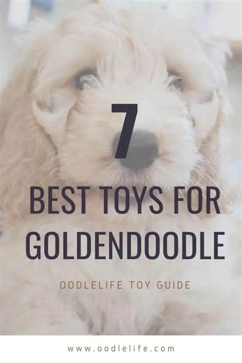 The 7 Best Toys For Goldendoodle Puppies And Dogs Oodlelife®