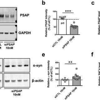 The Decrease In Levels Of Synuclein Is Gcase Activity Independent