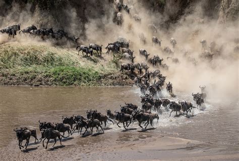 What You Need To Know About The Wildebeest Great Migration Sassabi